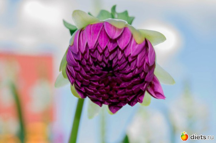 nikon d 3100 18-55 kit, альбом: фото