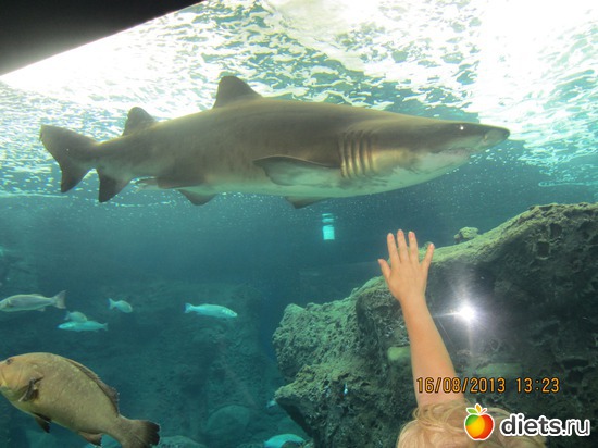 ��� ����....� �����...., ������: �.���� ������ 2013