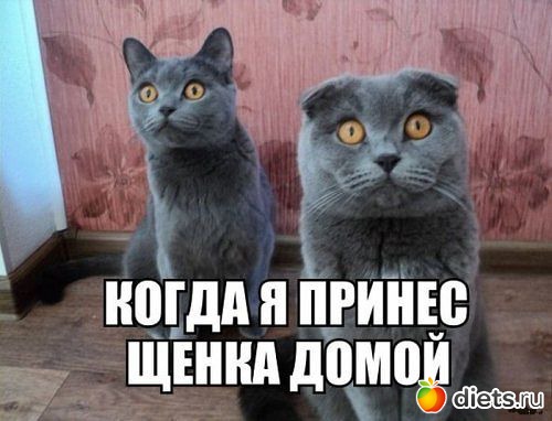 ТОЛЬКО КОТЫ И КОШКИ