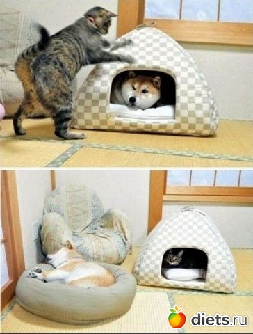 ТОЛЬКО КОТЫ И КОШКИ