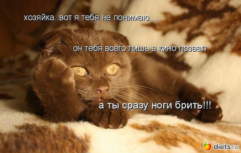 36 фото: ТОЛЬКО КОТЫ И КОШКИ