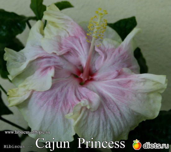 068 - Cajun Princess, : My Gibiskus Gallery - 2O13