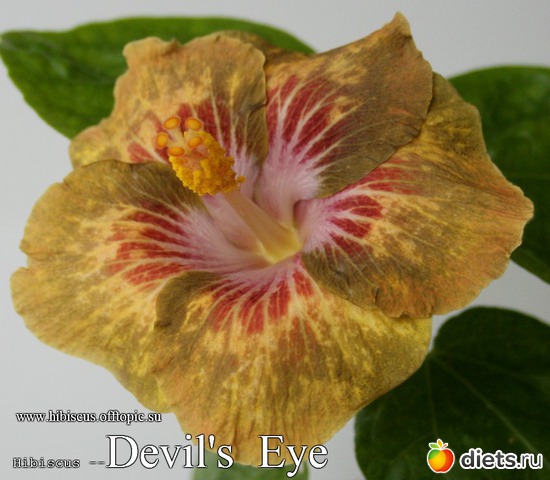 069 - Devil's Eye, : My Gibiskus Gallery - 2O13