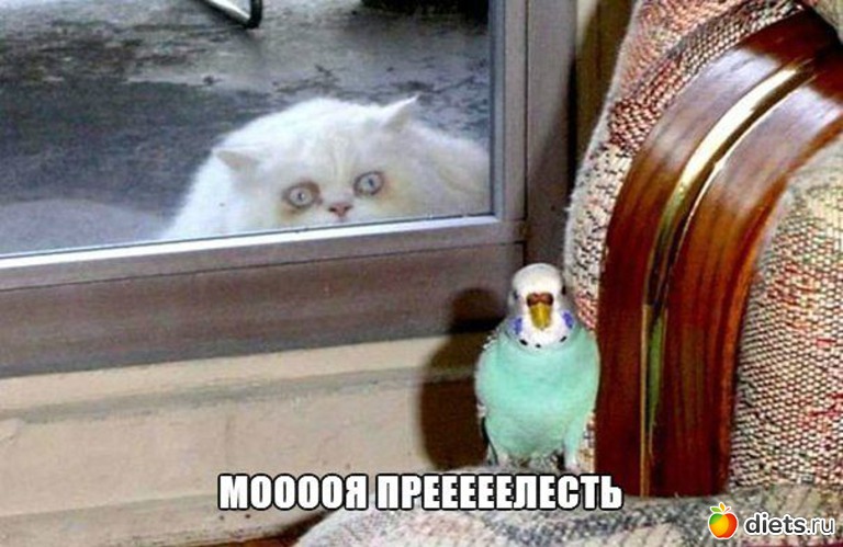 2 фото: ТОЛЬКО КОТЫ И КОШКИ