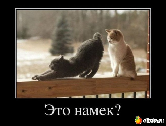 8 фото: ТОЛЬКО КОТЫ И КОШКИ