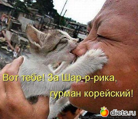 ТОЛЬКО КОТЫ И КОШКИ