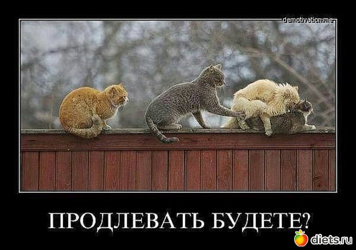 10 фото: ТОЛЬКО КОТЫ И КОШКИ