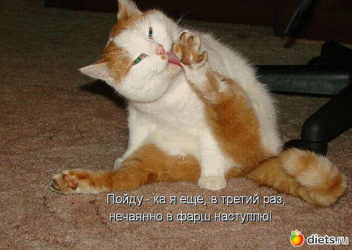 16 фото: ТОЛЬКО КОТЫ И КОШКИ