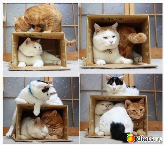 ТОЛЬКО КОТЫ И КОШКИ