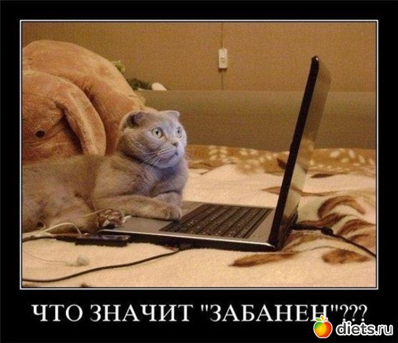 19 фото: ТОЛЬКО КОТЫ И КОШКИ