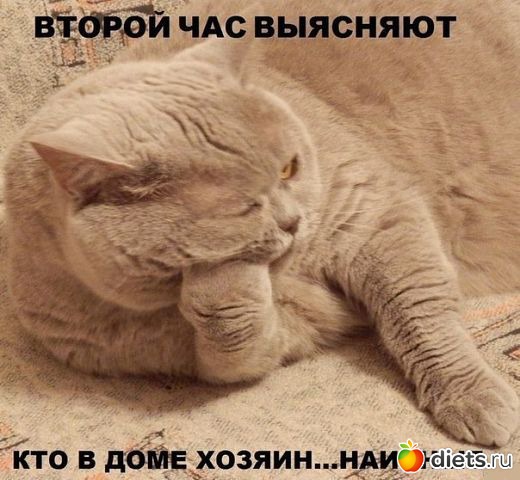 ТОЛЬКО КОТЫ И КОШКИ