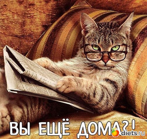 ТОЛЬКО КОТЫ И КОШКИ