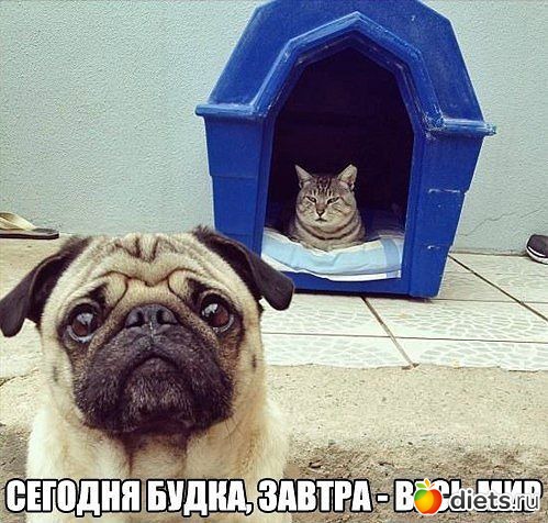 ТОЛЬКО КОТЫ И КОШКИ