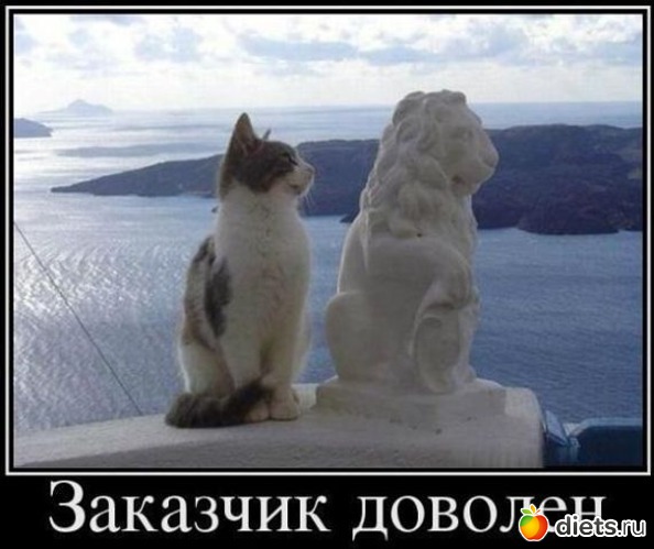 41 фото: ТОЛЬКО КОТЫ И КОШКИ