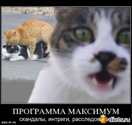 ТОЛЬКО КОТЫ И КОШКИ