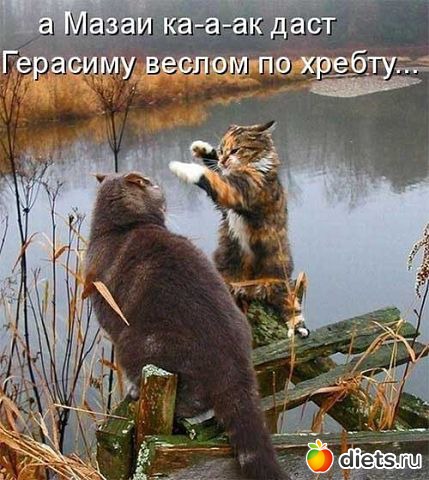 ТОЛЬКО КОТЫ И КОШКИ