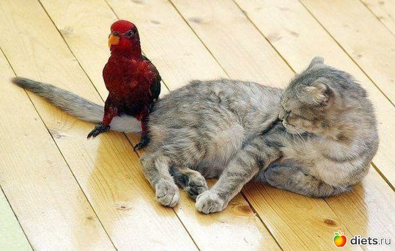 45 фото: ТОЛЬКО КОТЫ И КОШКИ