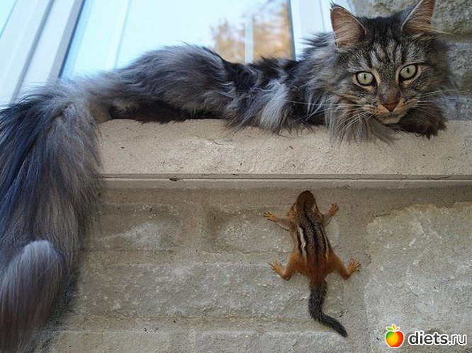 49 фото: ТОЛЬКО КОТЫ И КОШКИ