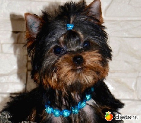 ������� ��������