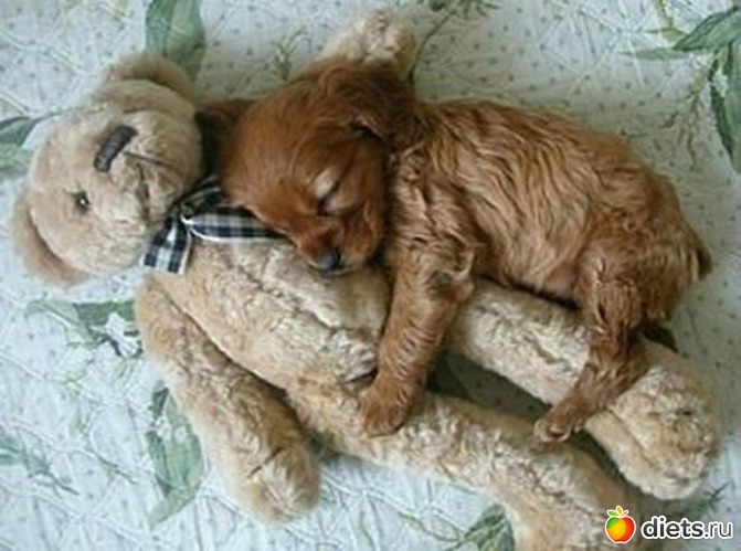 4 фото: Собаки