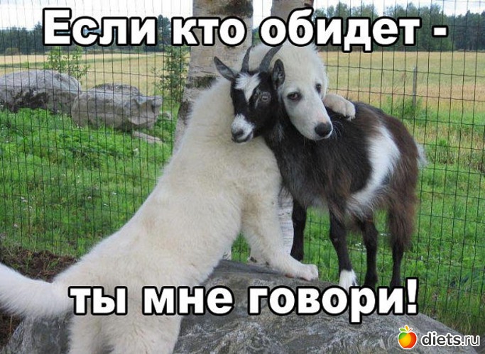 6 фото: Собаки