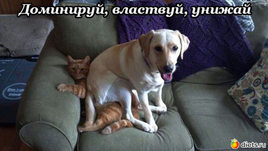 13 фото: Собаки