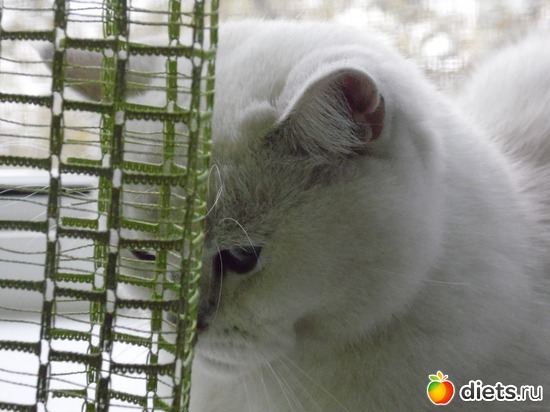 7 ����: ��� ������