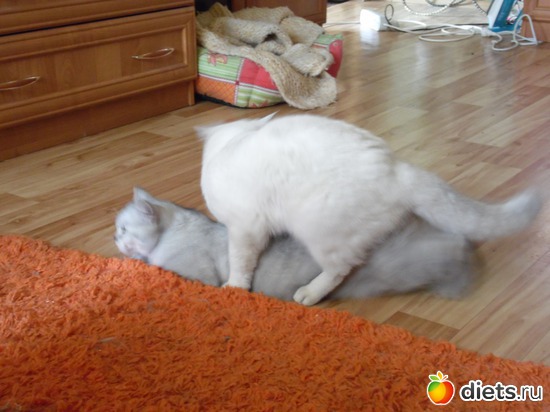 13 ����: ��� ������