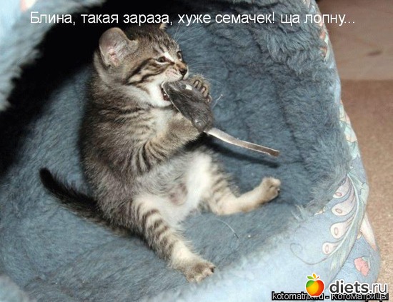 2 ����: �����������