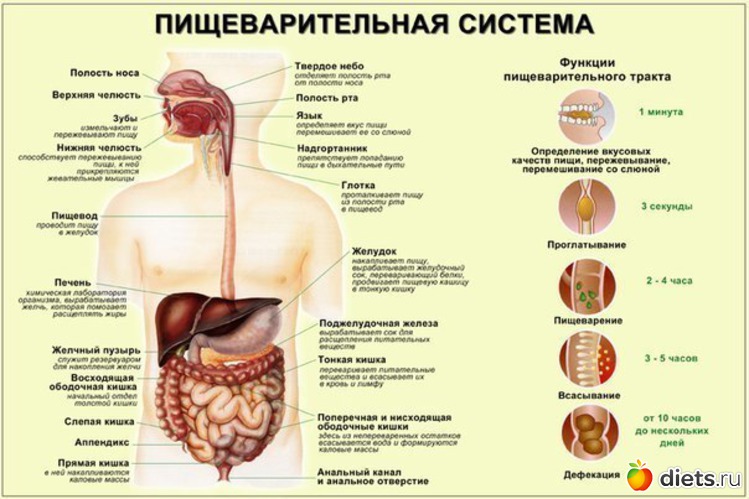 40 ����: ��������