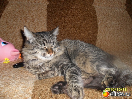 притомился, альбом: Наш любимчик - кот Кузьма!