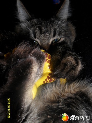 стащил жирафа у маленькой хозяйки, альбом: Наш любимчик - кот Кузьма!