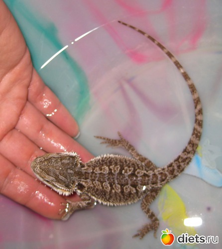 2 ����: ��� ������� �����