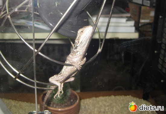 3 ����: ��� ������� �����