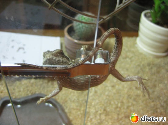 5 ����: ��� ������� �����