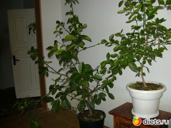 цитрусовые, альбом: Мои лимоны