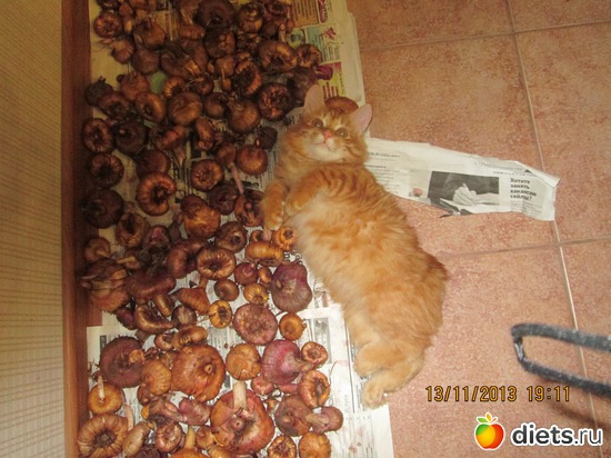 12 фото: Мое рыжее чудо!