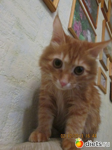 17 фото: Мое рыжее чудо!