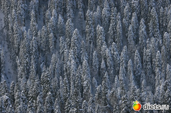 55 ����: ������