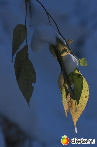 56 ����: ������