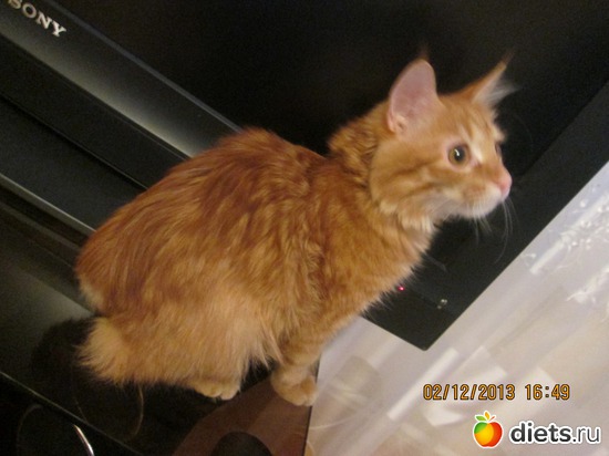 20 фото: Мое рыжее чудо!