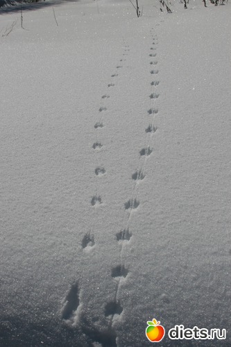 59 ����: ������