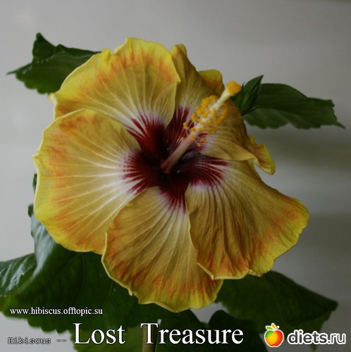 090 - Lost Treasure, : My Gibiskus Gallery - 2O13
