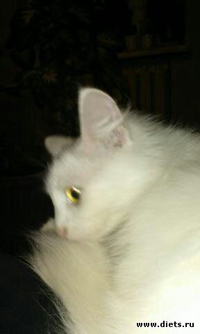 Кошка Белочка