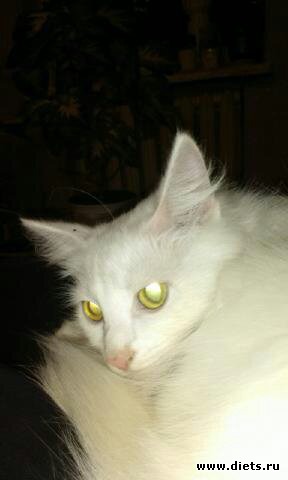 Кошка Белочка