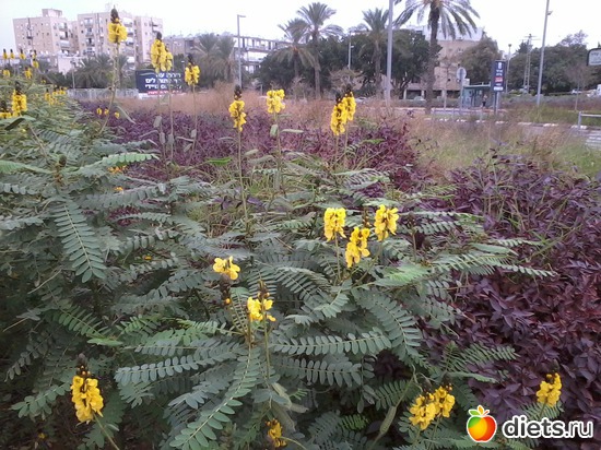 Декабрь 2013. Бат-ям, Израиль, альбом: Природа...