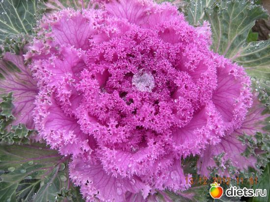 Декоративная капуста, альбом: Мой огород и цветочки