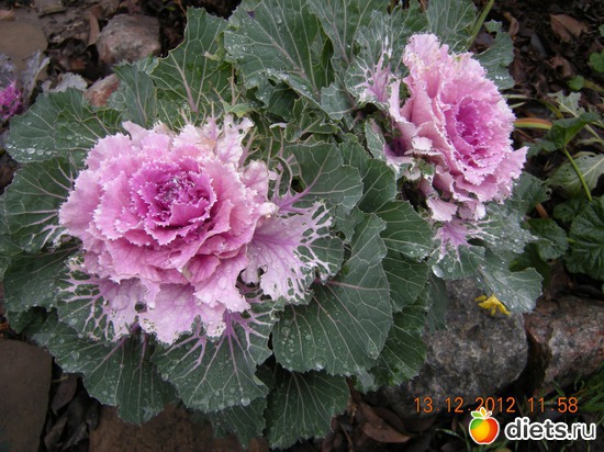 2 фото: Мой огород и цветочки