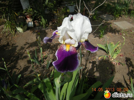 Ирис/на Украине Петушки/, альбом: Мой огород и цветочки