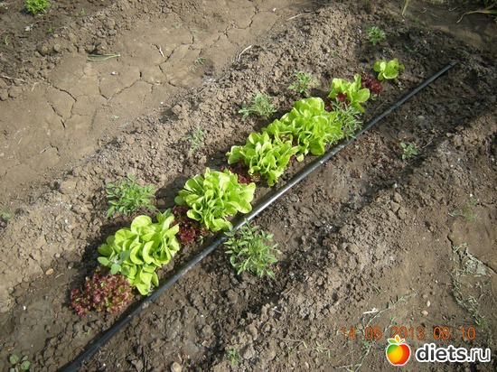 Всходы помидоров и салатов, альбом: Мой огород и цветочки